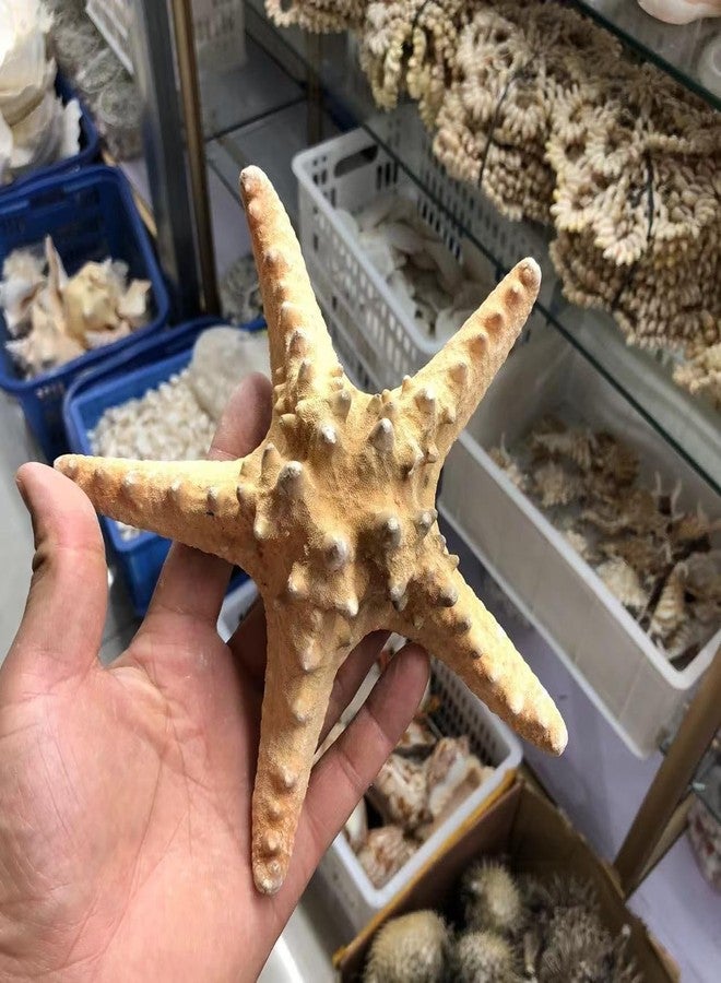نجم البحر الطبيعي الحقيقي من YZHZOM، ديكور نجم البحر، زينة أصداف نجم البحر، نجوم بحر مسطحة لأعمال الشاطئ اليدوية، ديكور منزلي مستوحى من المحيط لحفلات الزفاف (قطعة واحدة 5-6 بوصة) - Image 5